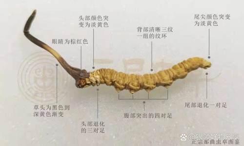 吴茱萸颗粒的功效和作用及禁忌网 | 吴茱萸汤颗粒中成药,吴茱萸图片功效与作用