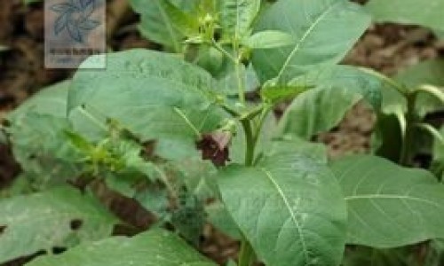 吴茱萸图片功效与作用-吴茱萸颗粒的功效和作用及禁忌网 | 吴茱萸汤颗粒中成药,吴茱萸图片功效与作用